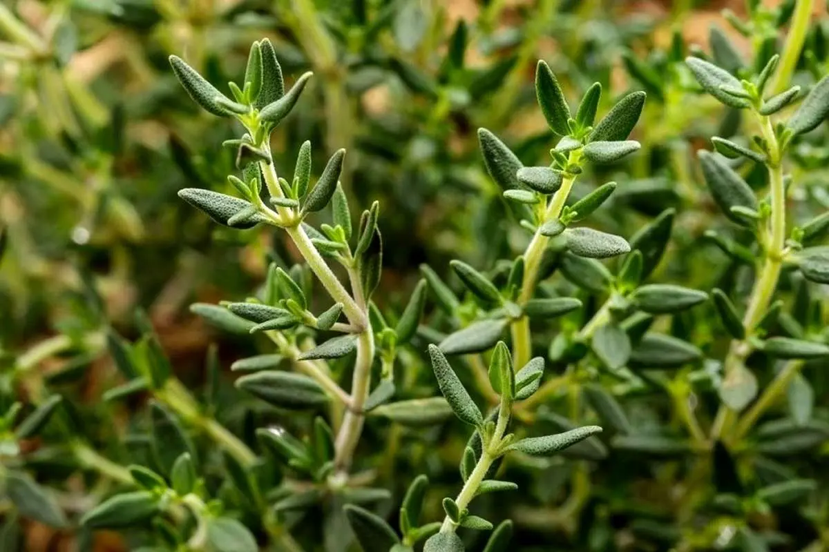 ۷ گیاه معجزه‌آسا برای درمان سرماخوردگی و آنفولانزا