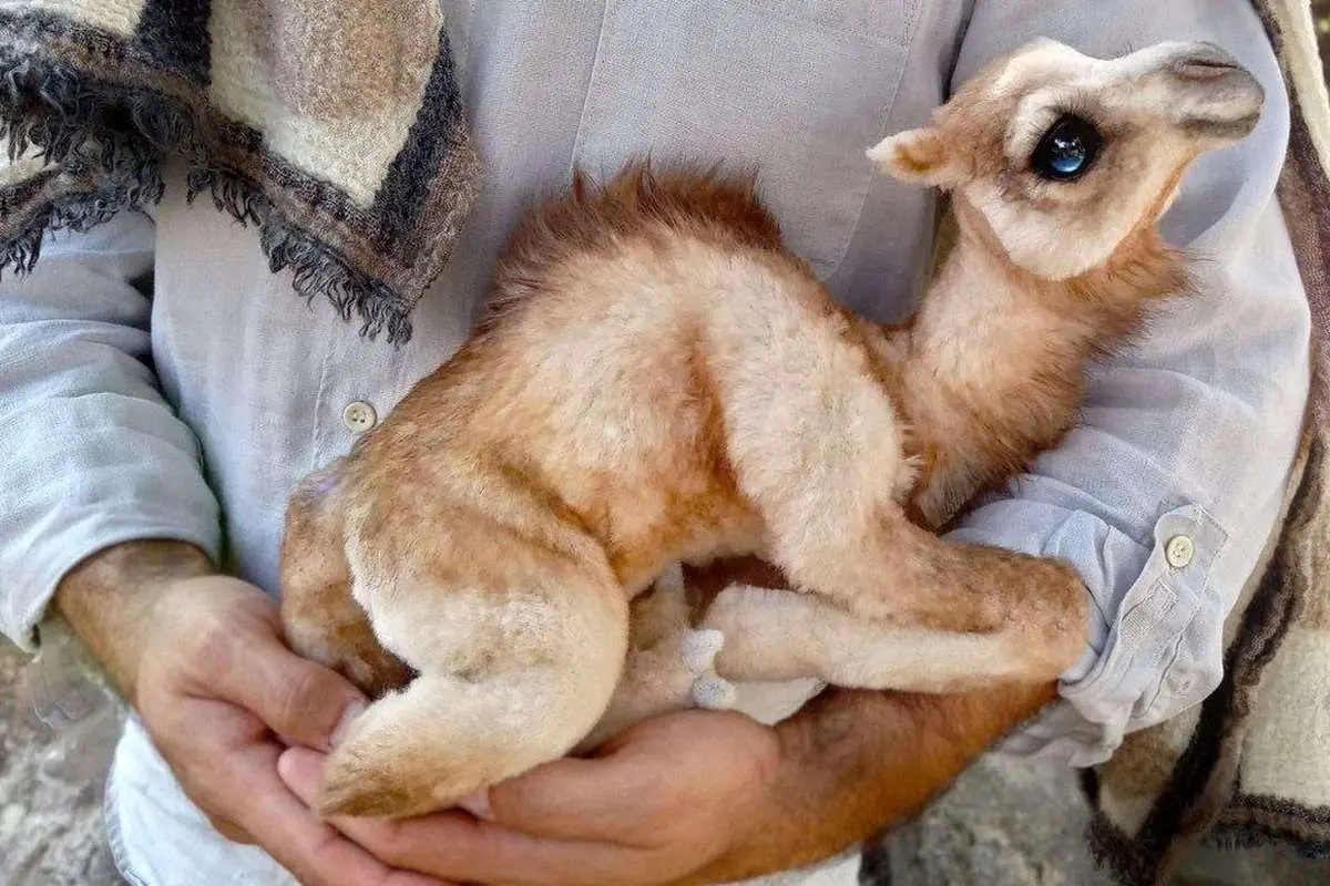 چشمان زیبای این بچه شتر در فضای مجازی وایرال شد