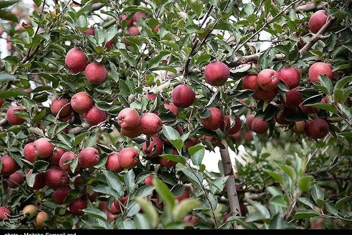 (تصاویر) برداشت سیب از باغات ارومیه