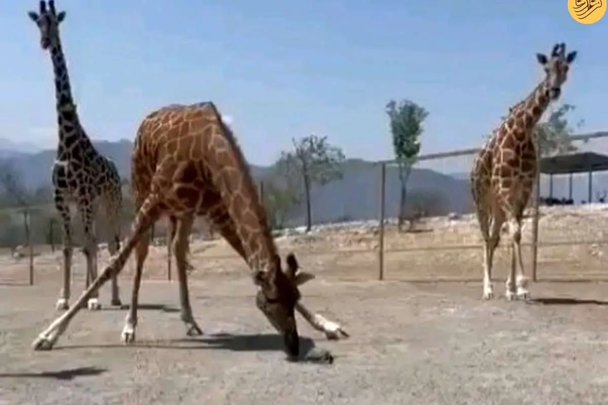 (ویدئو) برخورد جالب زرافه با یک لاکپشت