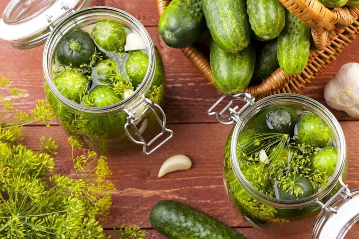 چه کنیم خیارشور کپک نزند؟