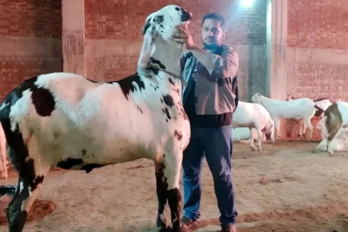 (ویدئو) غول پیکرترین بز جهان با قد ۱۶۸ سانتی متر!