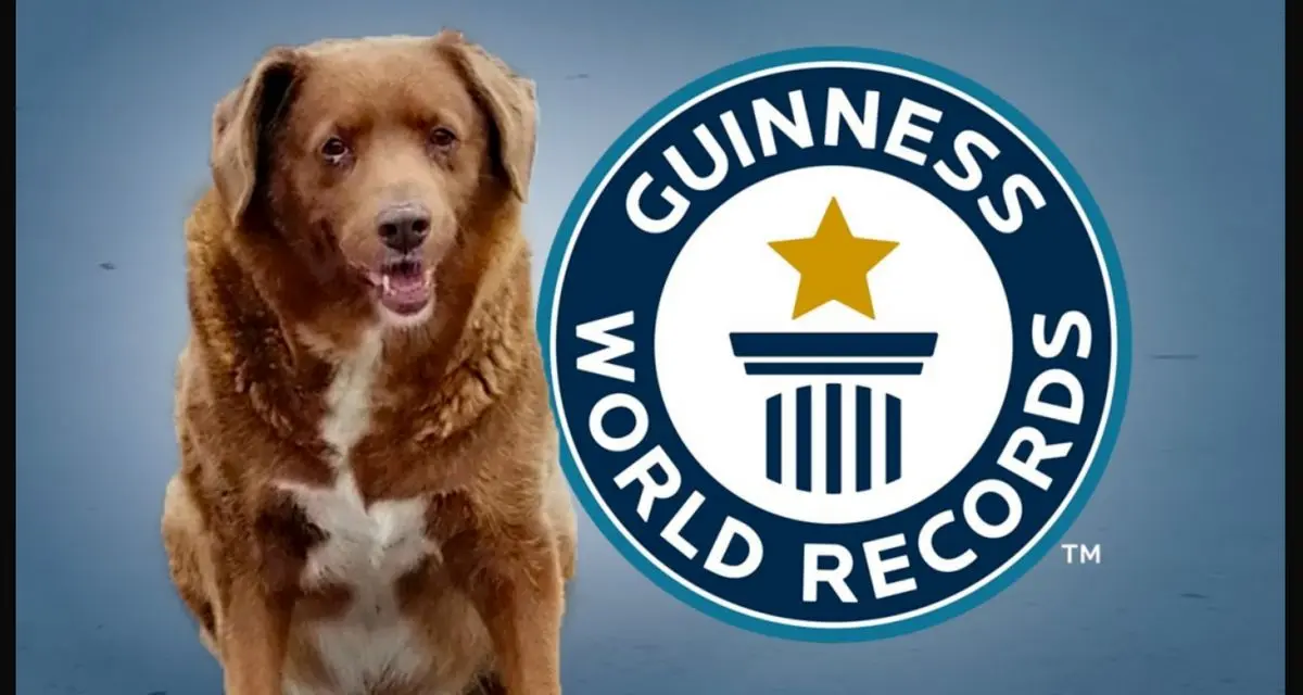 (عکس) مرگ پیرترین سگ جهان؛ ۵ ماه بعد از تولد ۳۱ سالگی اش