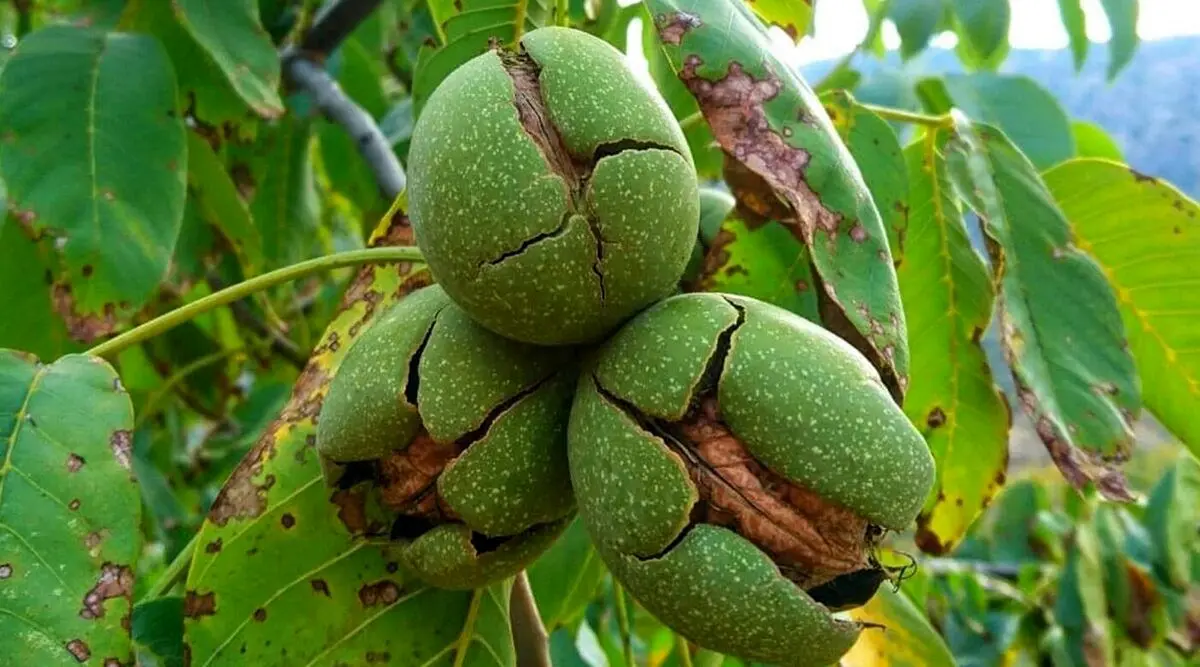 این برگ برای درمان بسیاری از بیماری‌ها مفید است