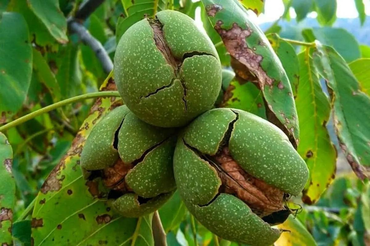 این برگ برای درمان بسیاری از بیماریها مفید است