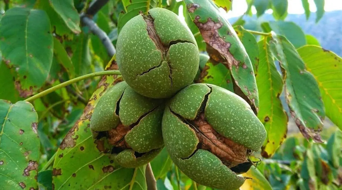 این برگ برای درمان بسیاری از بیماری‌ها مفید است