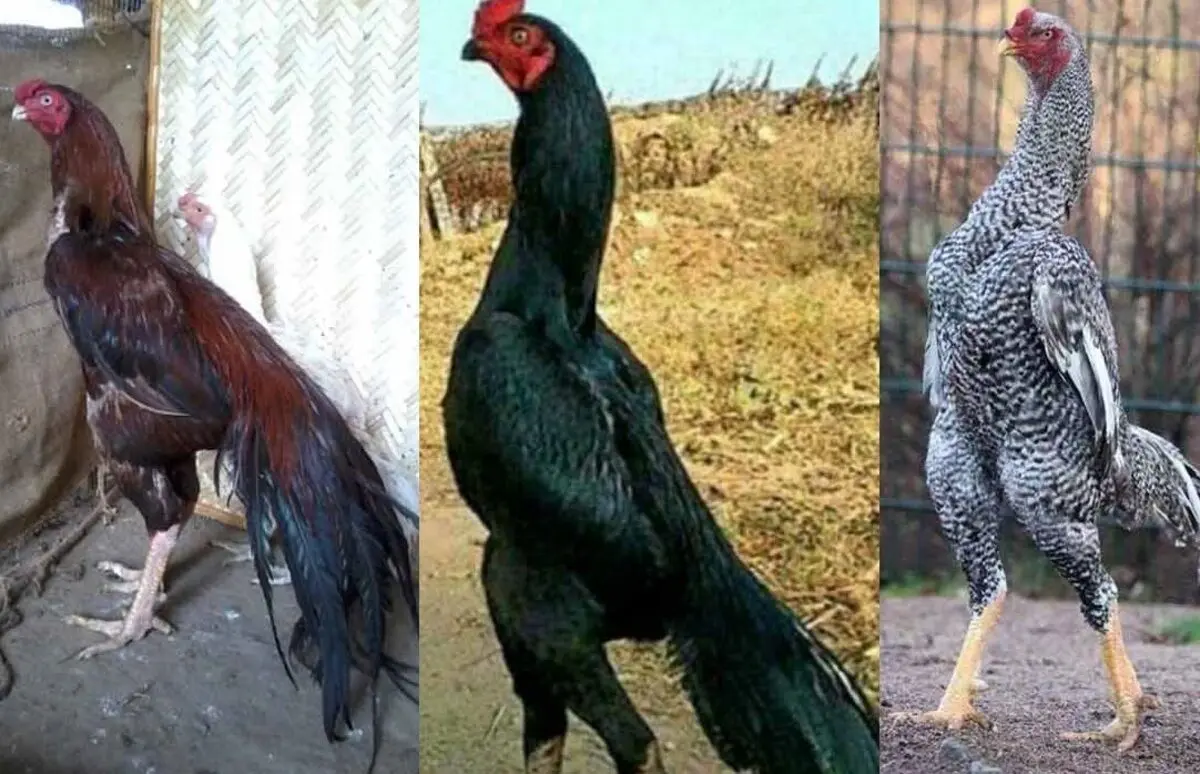 (ویدئو) گریه‌ یک بچه در مواجه با حمله خروس‌ها به خوراکی مورد علاقه‌اش!