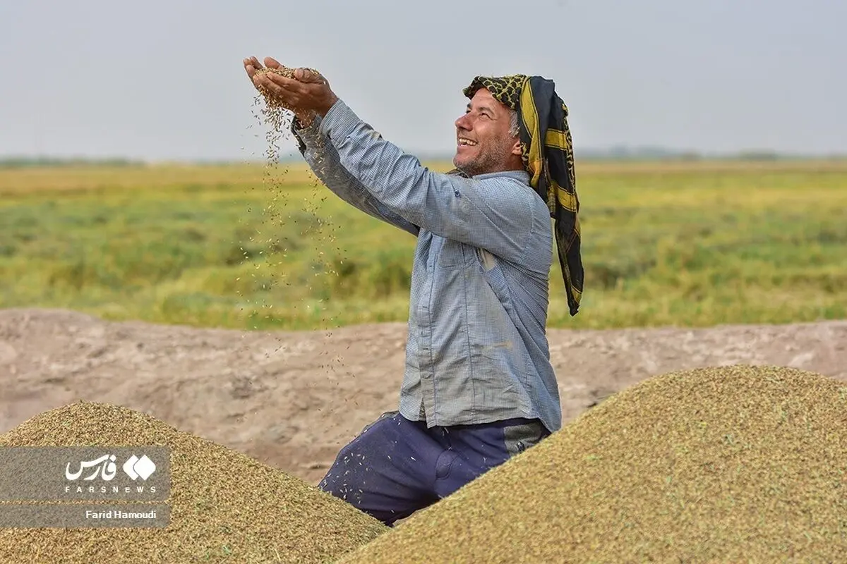 (تصاویر) برداشت «شَلتوک» در خرمشهر