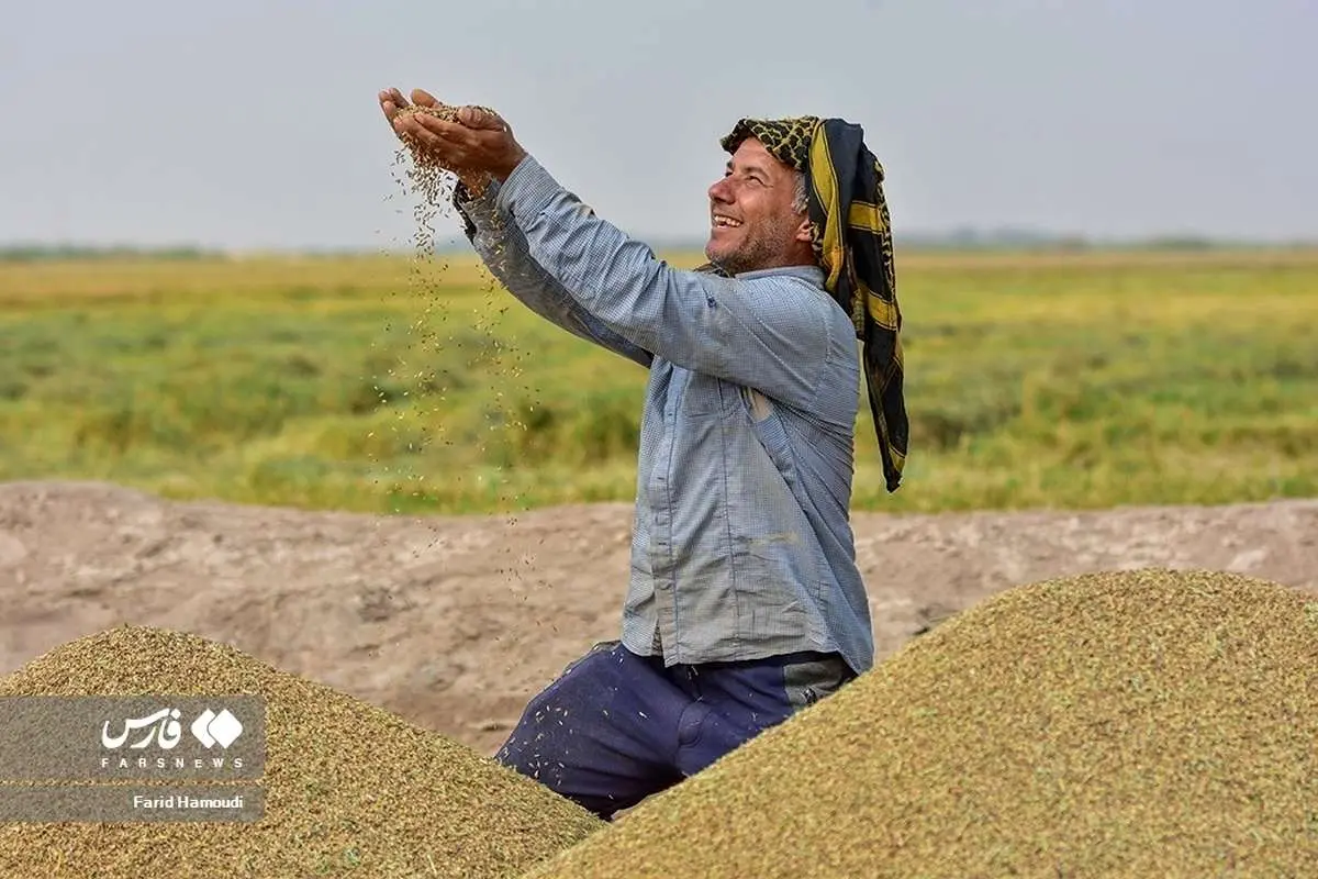 (تصاویر) برداشت «شَلتوک» در خرمشهر