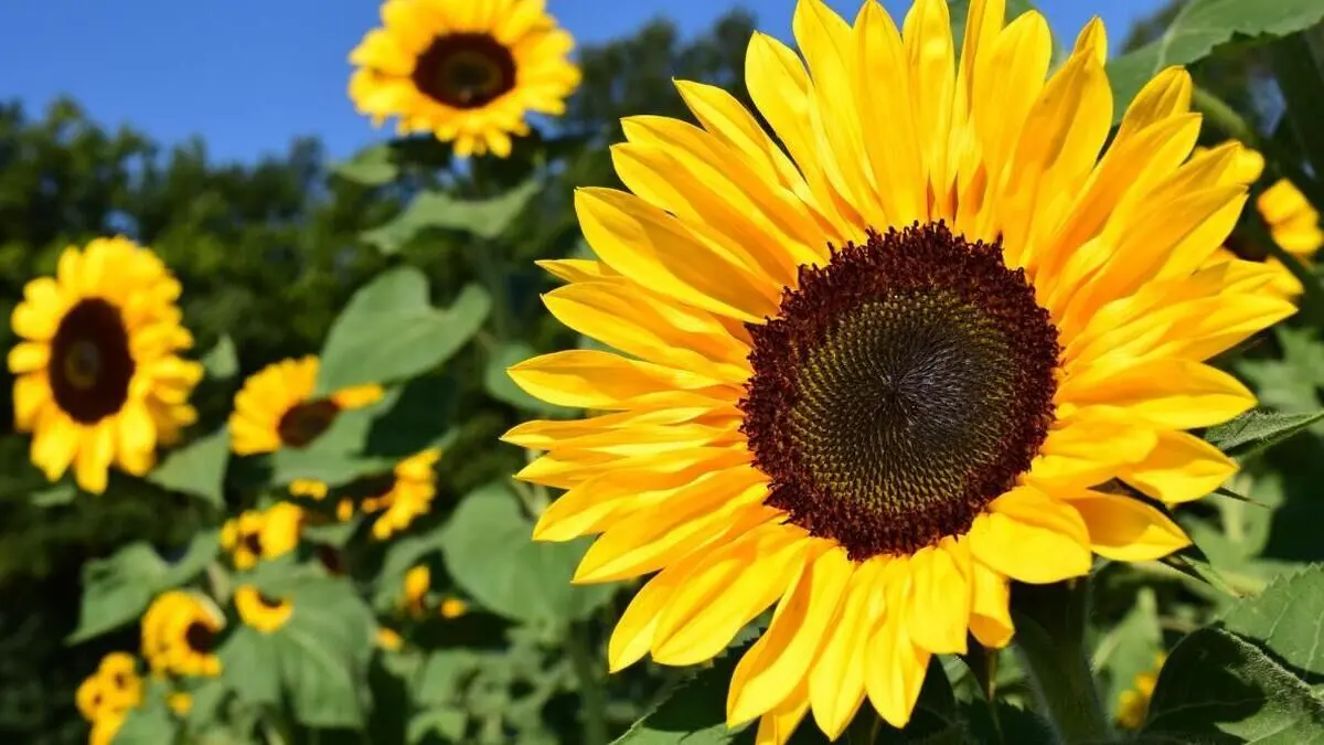 آفتابگردان‌ها چگونه خورشید را می‌بینند؟