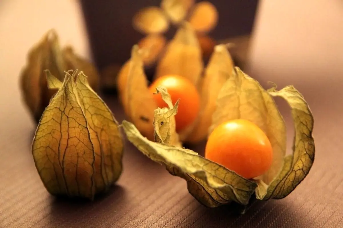(عکس) برداشت گران قیمت‌ترین میوه ایران