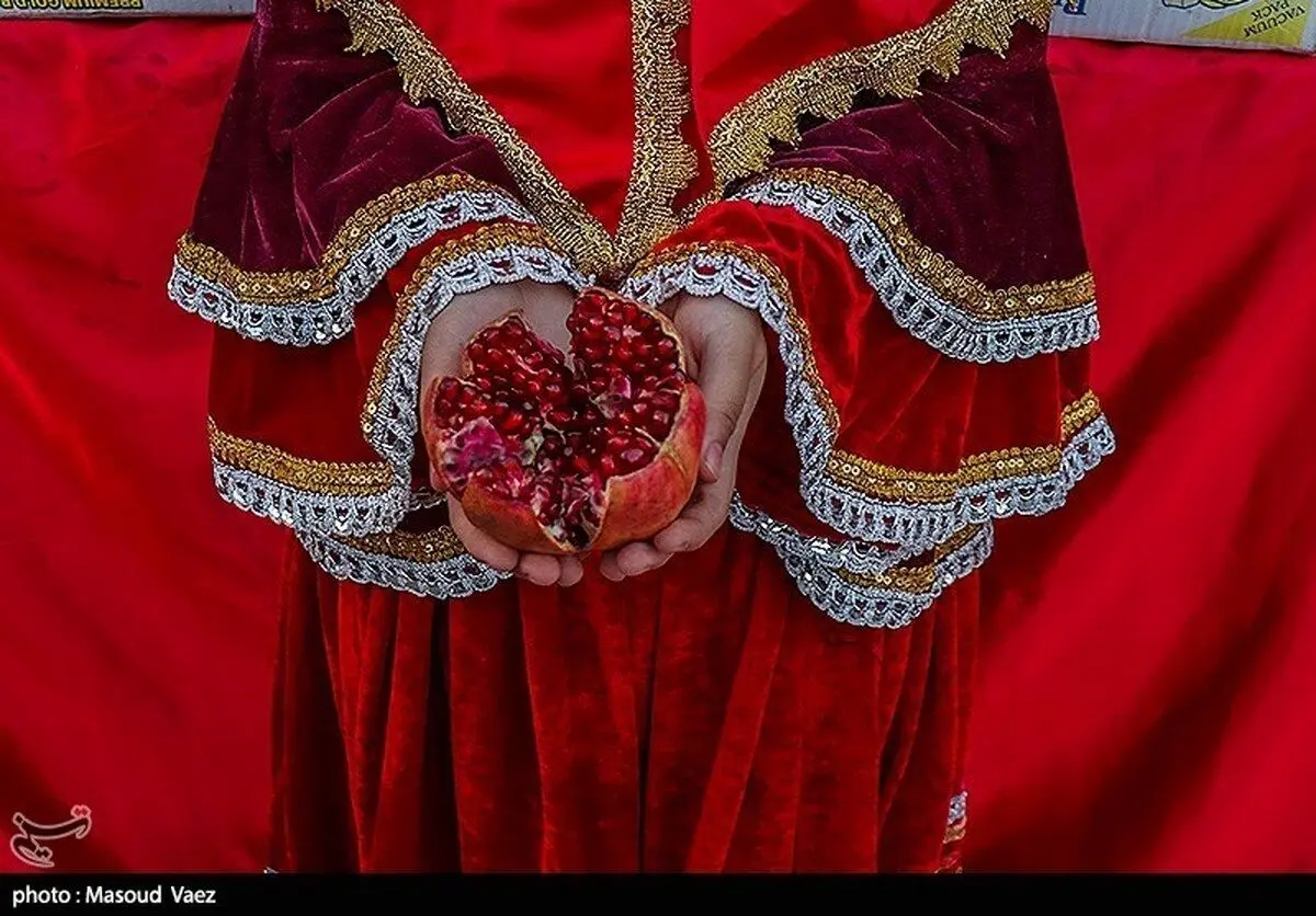 (تصاویر) برداشت انار در ارس
