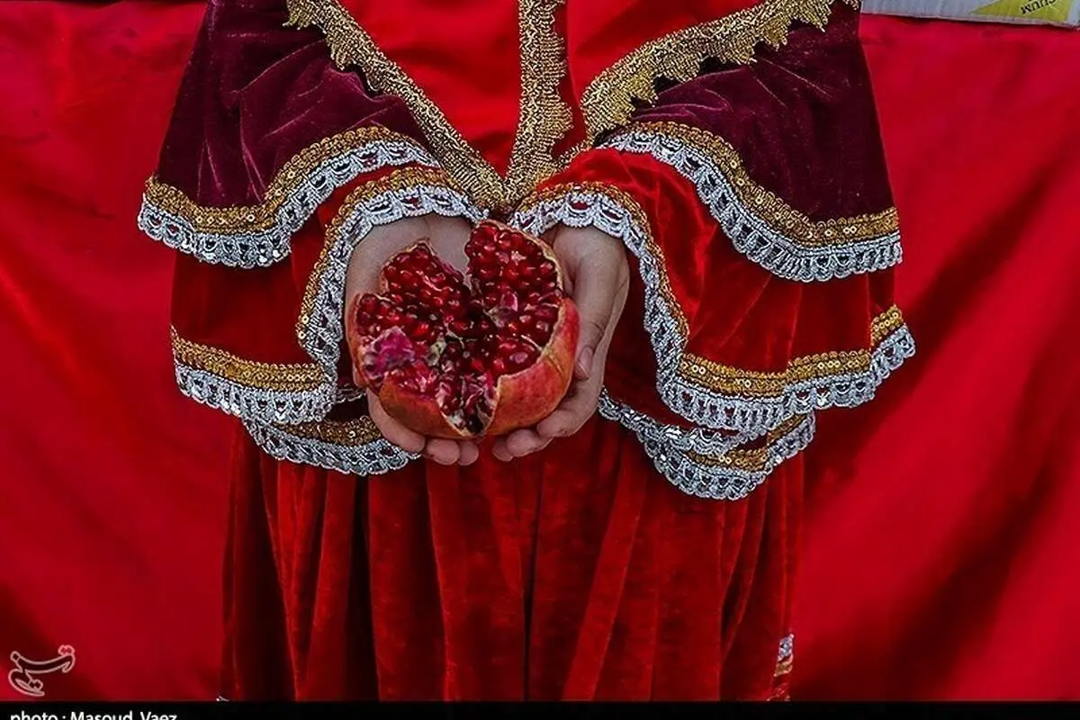 (تصاویر) برداشت انار در ارس