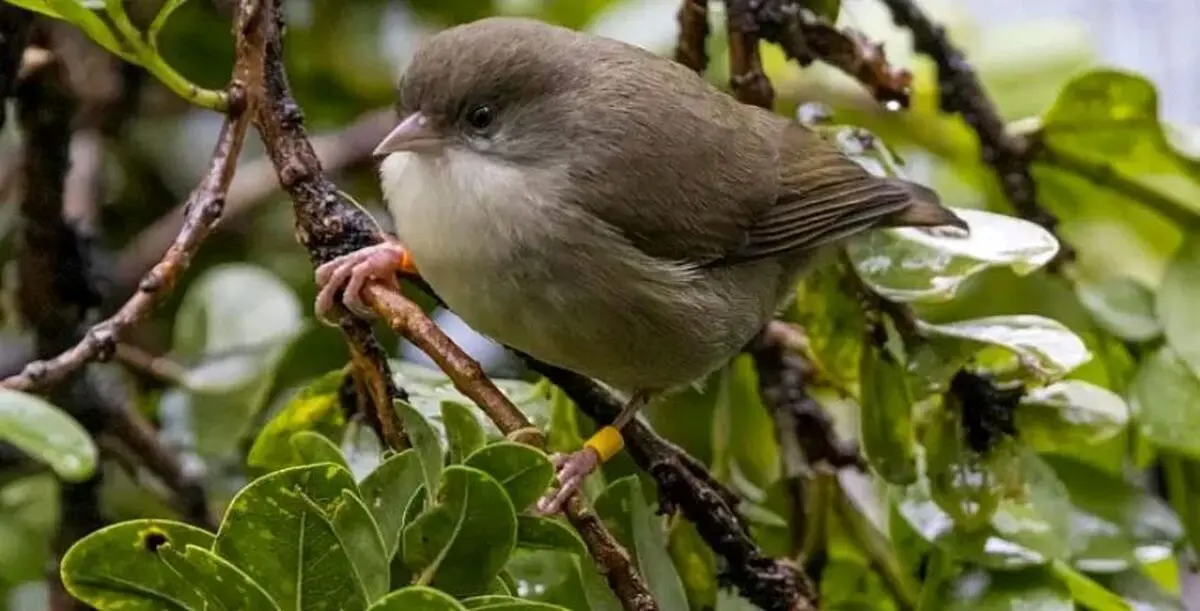 پشه‌ها گونه‌ای از پرندگان را به سمت انقراض سوق می‌دهند