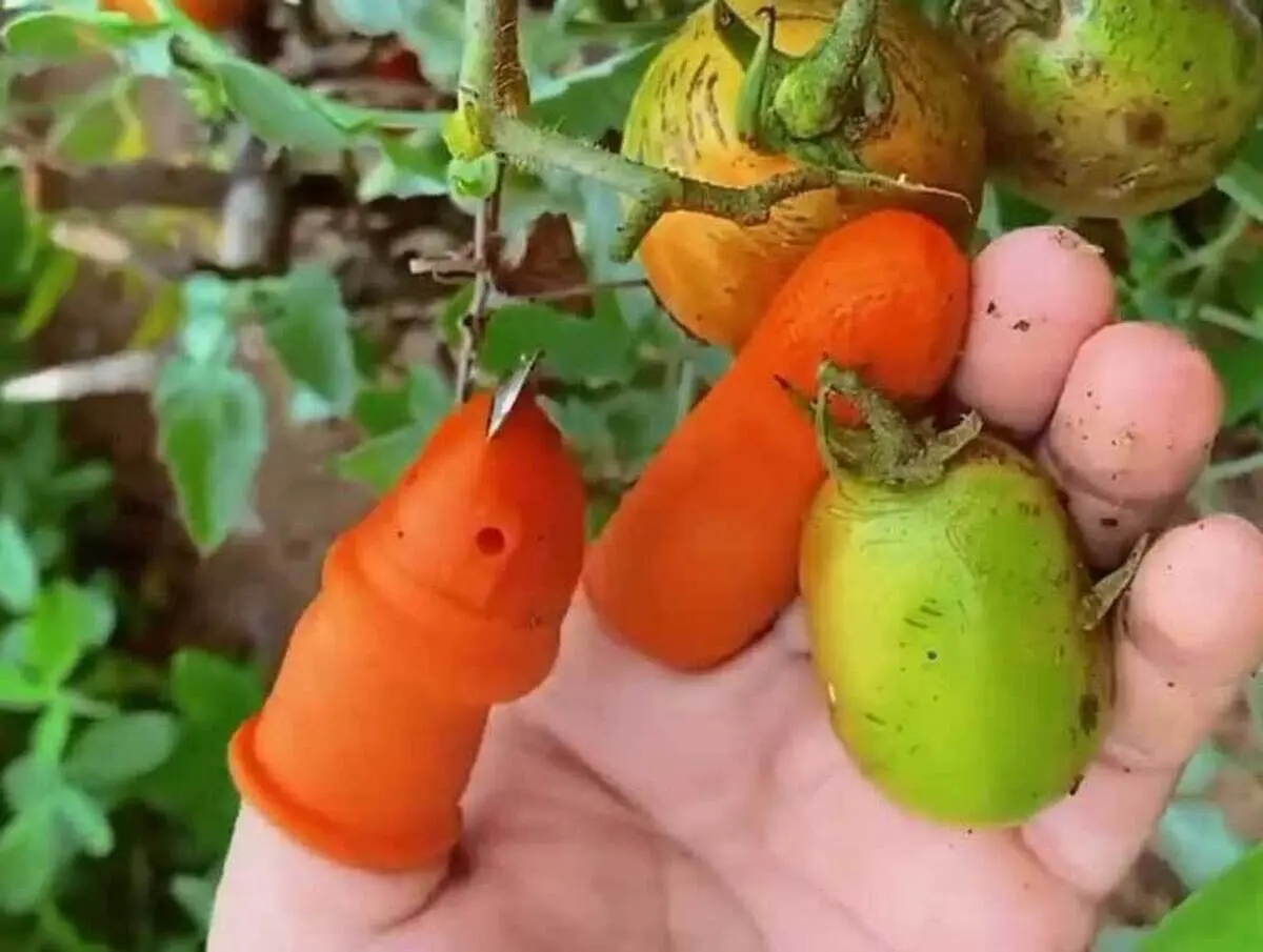 (ویدئو) یک تکنولوژی جالب و کاربردی برای کشاورزان