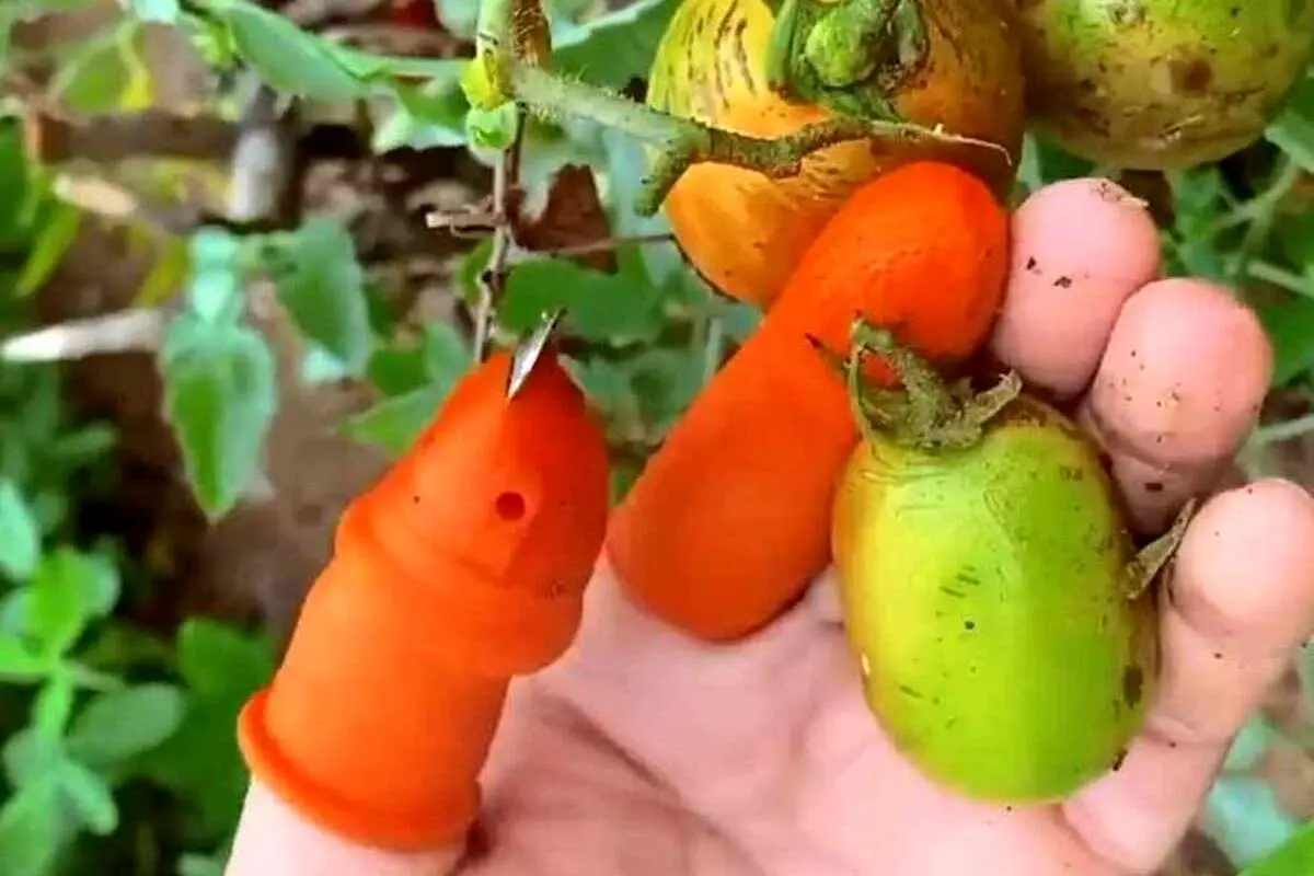 (ویدئو) یک تکنولوژی جالب و کاربردی برای کشاورزان