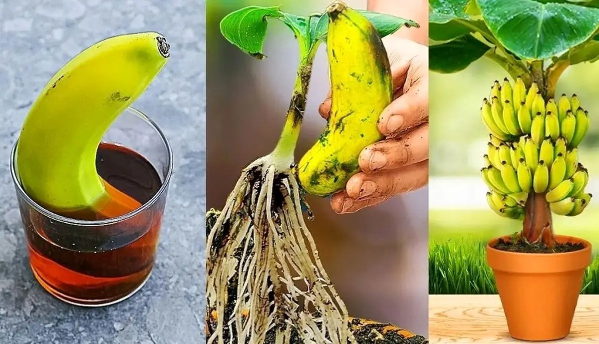 (ویدئو) با این روش بی دردسر میوه موز را در خانه بکارید