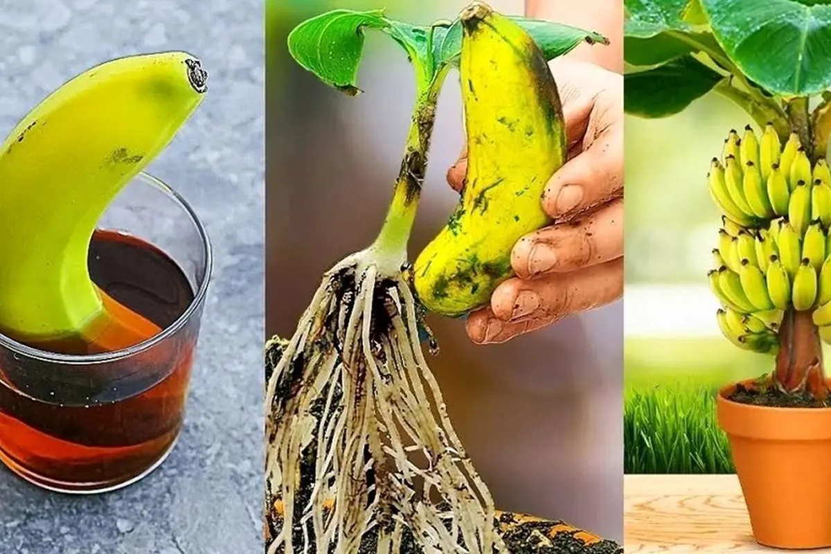 (ویدئو) با این روش بی دردسر میوه موز را در خانه بکارید