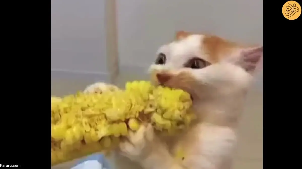 (ویدئو) علاقه عجیب یک گربه به خورد ذرت