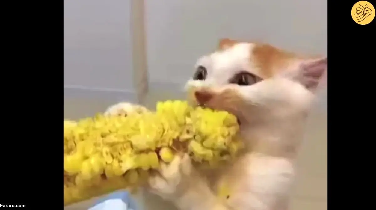 (ویدئو) علاقه عجیب یک گربه به خورد ذرت
