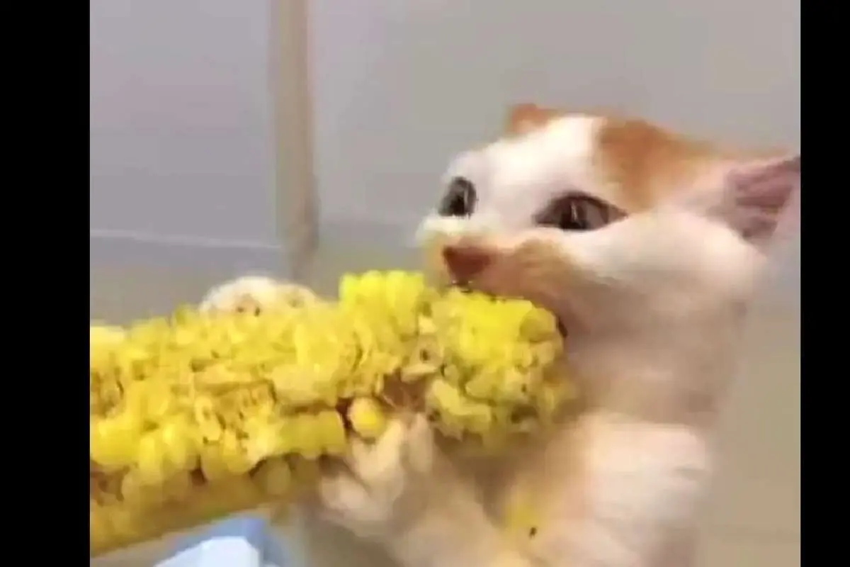 (ویدئو) علاقه عجیب یک گربه به خورد ذرت
