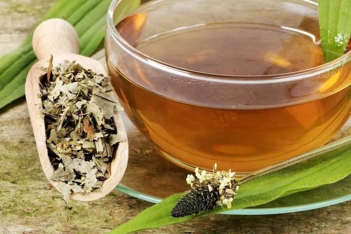 خواص بیشمار بارهنگ برای سرماخوردگی