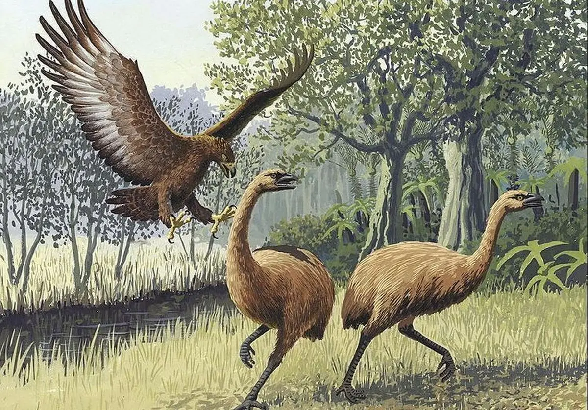 (عکس) با هولناک‌ترین پرنده جهان آشنا شوید