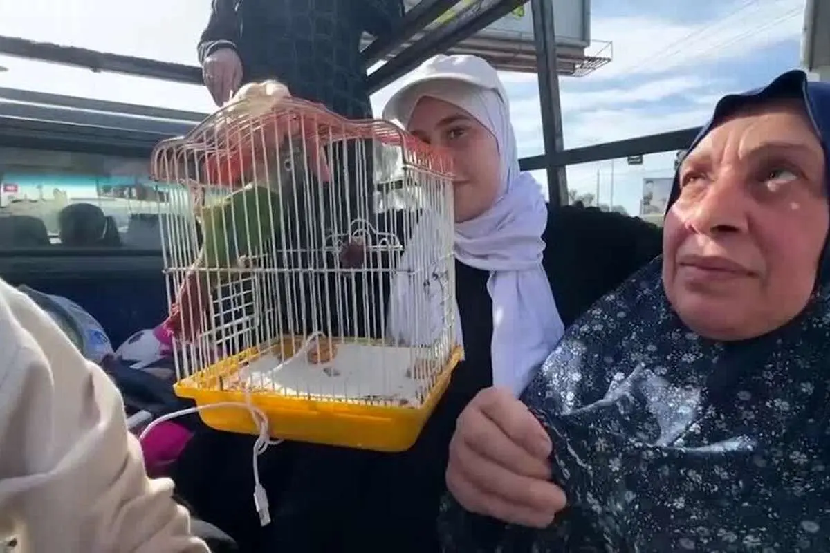 (ویدئو) فلسطینیها با حیوانات خانگی خود از شمال به جنوب میگریزند