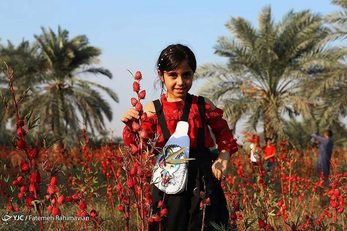 (تصاویر) برداشت چای ترش در کارون