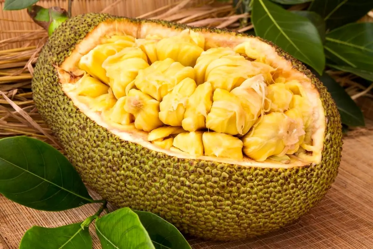 (ویدئو) جک فروت؛ بزرگترین میوه روی زمین