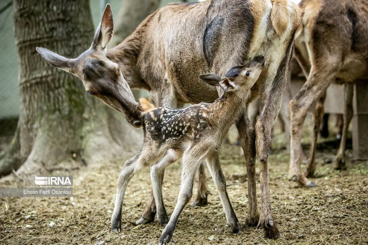 (تصاویر) مازندرانِ زیبا