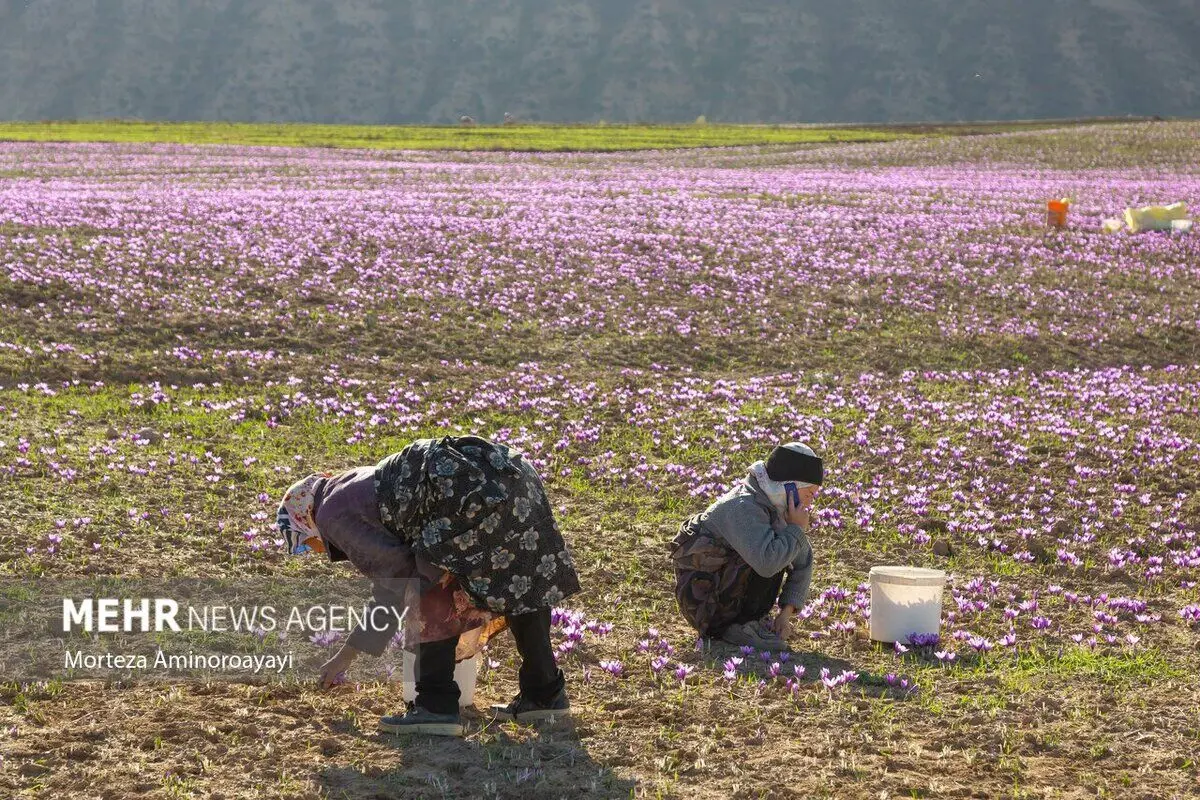 (تصاویر) برداشت زعفران در روستای وامنان