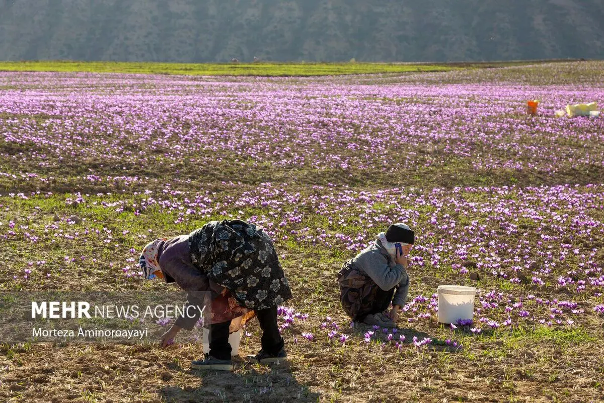 (تصاویر) برداشت زعفران در روستای وامنان