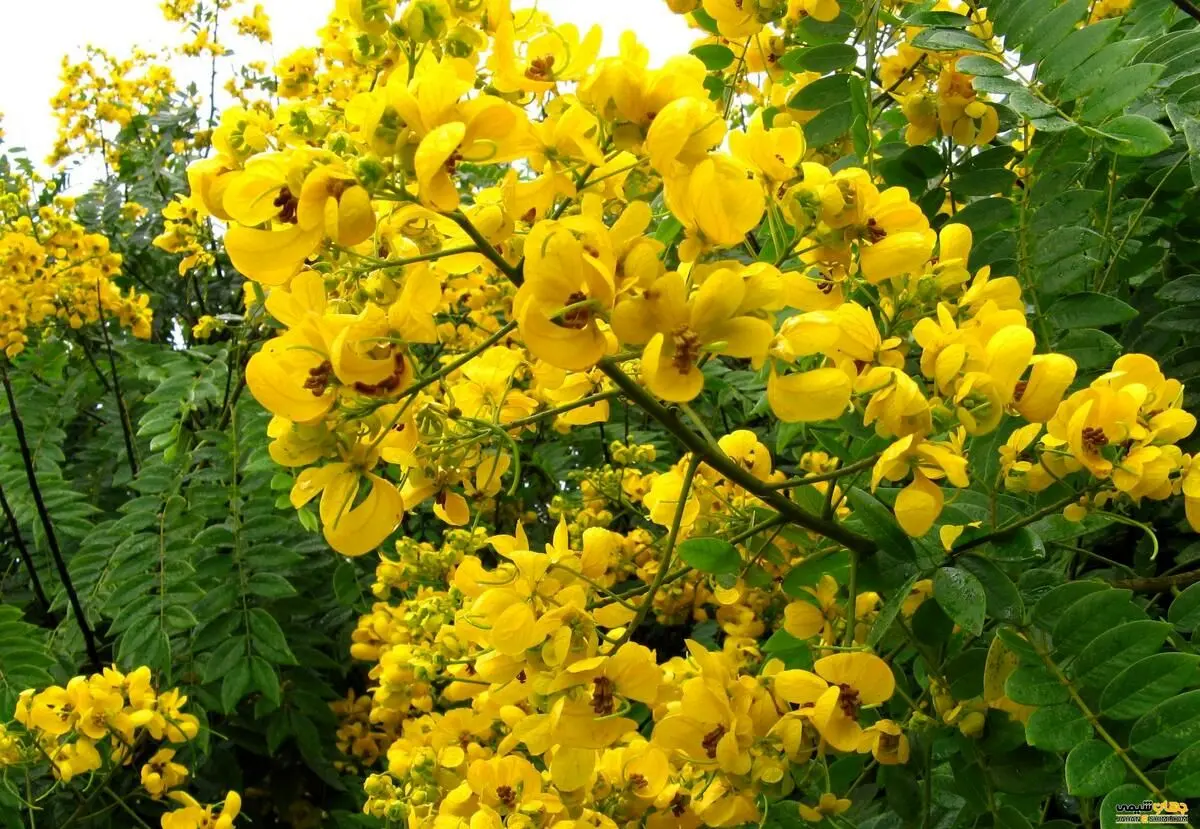 همه چیز در مورد مصرف سنا و گل محمدی