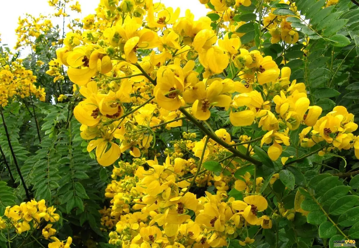 همه چیز در مورد مصرف سنا و گل محمدی