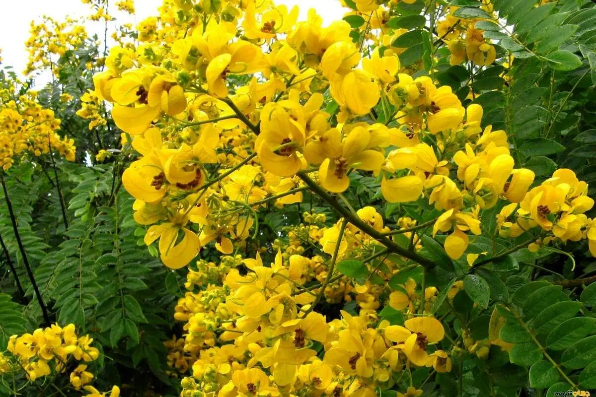 همه چیز در مورد مصرف سنا و گل محمدی