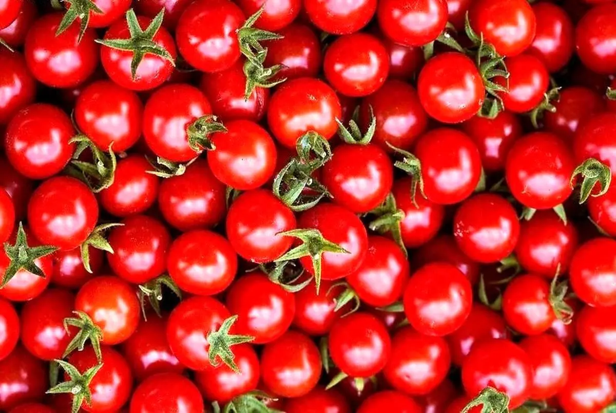 قیمت گوجه بیشتر می‌شود؟