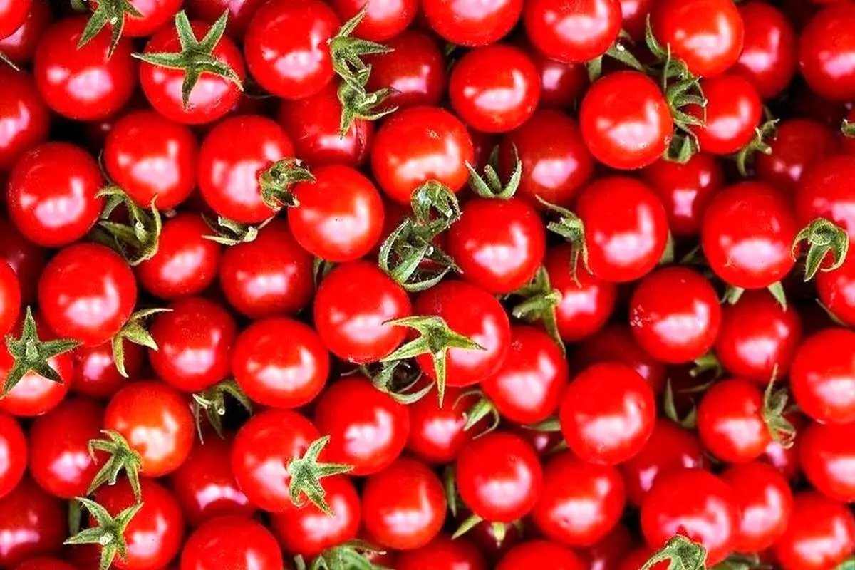 قیمت گوجه بیشتر میشود؟