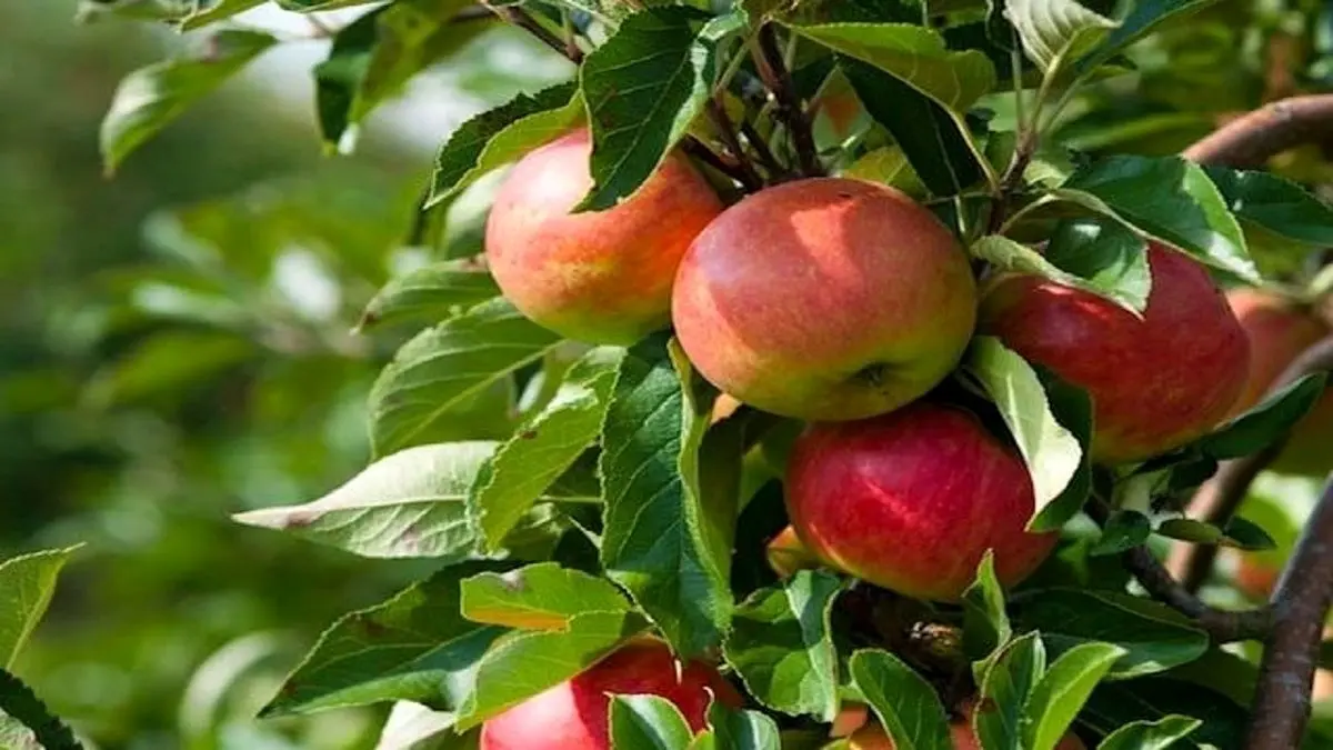 وقتی هوا آلوده است این میوه را بخورید