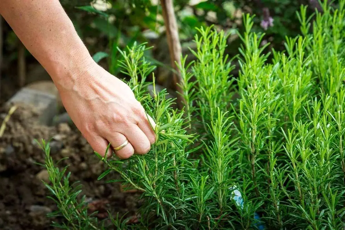 خواص شگفتانگیز رزماری برای پوست، مو و تندرستی