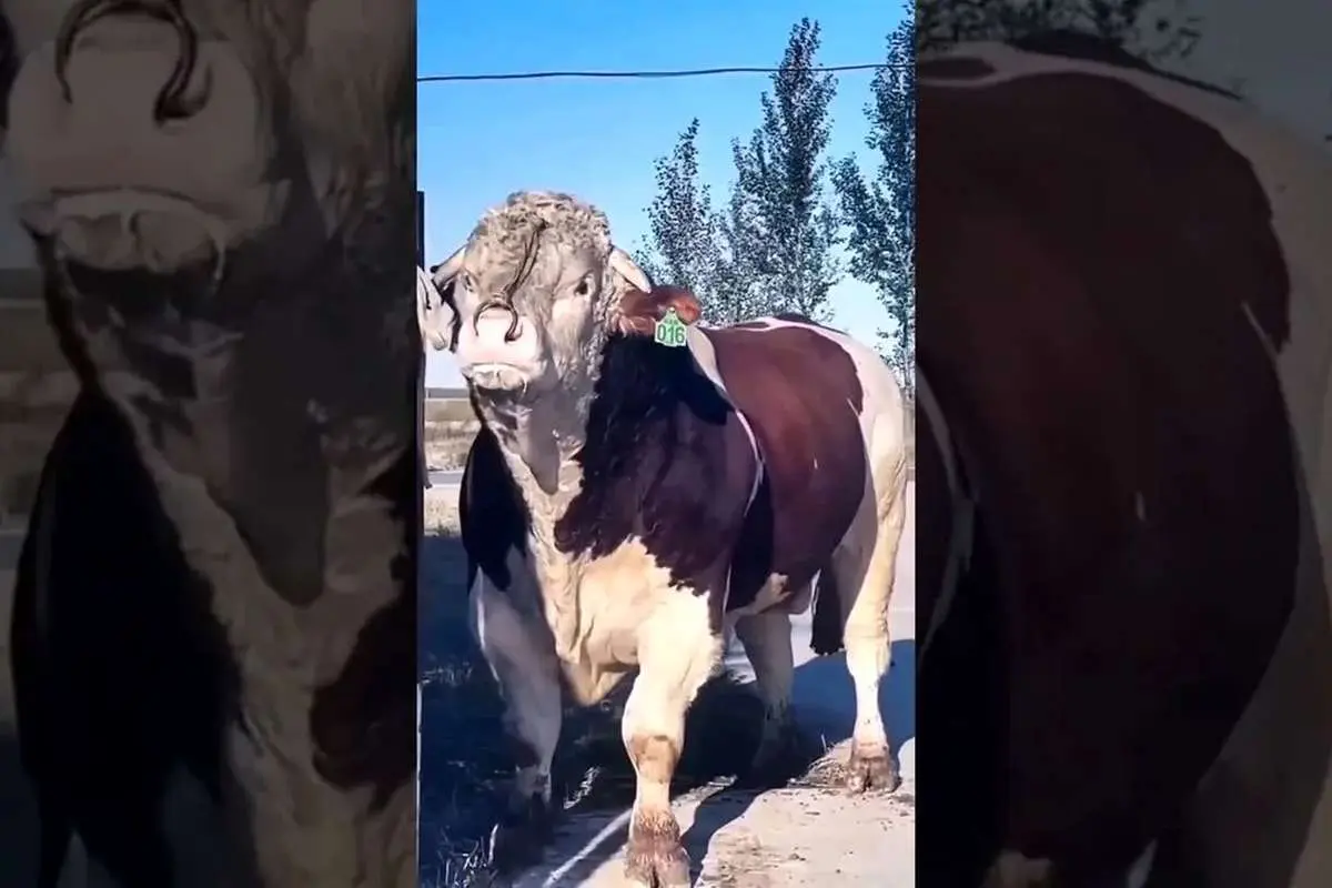 (ویدئو) رکوردار جدید گاوهای نر آسیا؛ یک سیمنتال غول پیکر ۱۴۵۵ کیلوگرمی