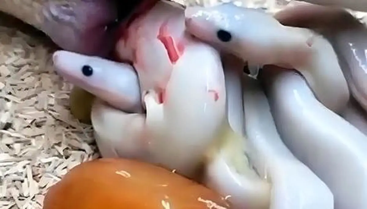 (ویدئو) لحظه‌ی شگفت انگیز به دنیا آمدن بچه‌های مار باردار