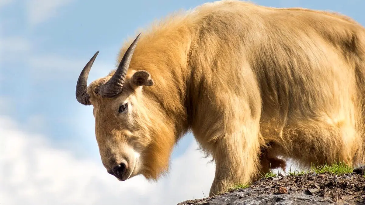 (تصاویر) گاو طلایی افسانه‌های یونان باستان واقعیت دارد!