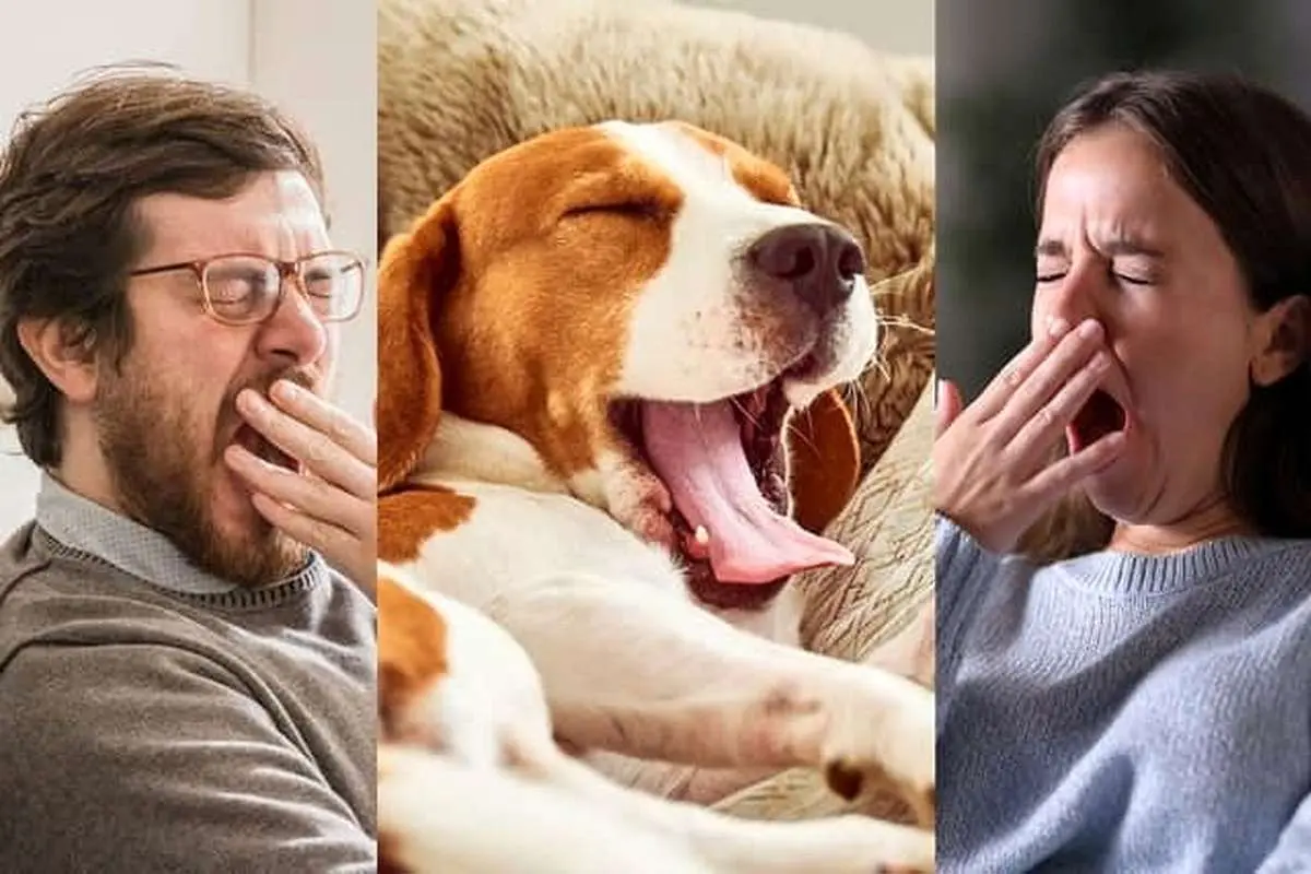 چرا خمیازه میکشیم و علت مسری بودن آن چیست؟