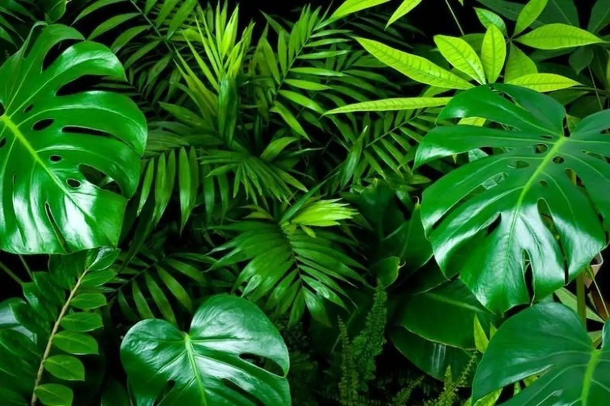 گیاهان هم میخوابند؟
