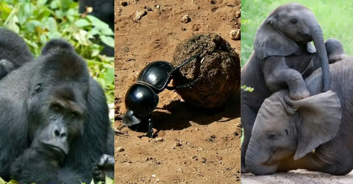 قدرتمندترین جاندار جهان