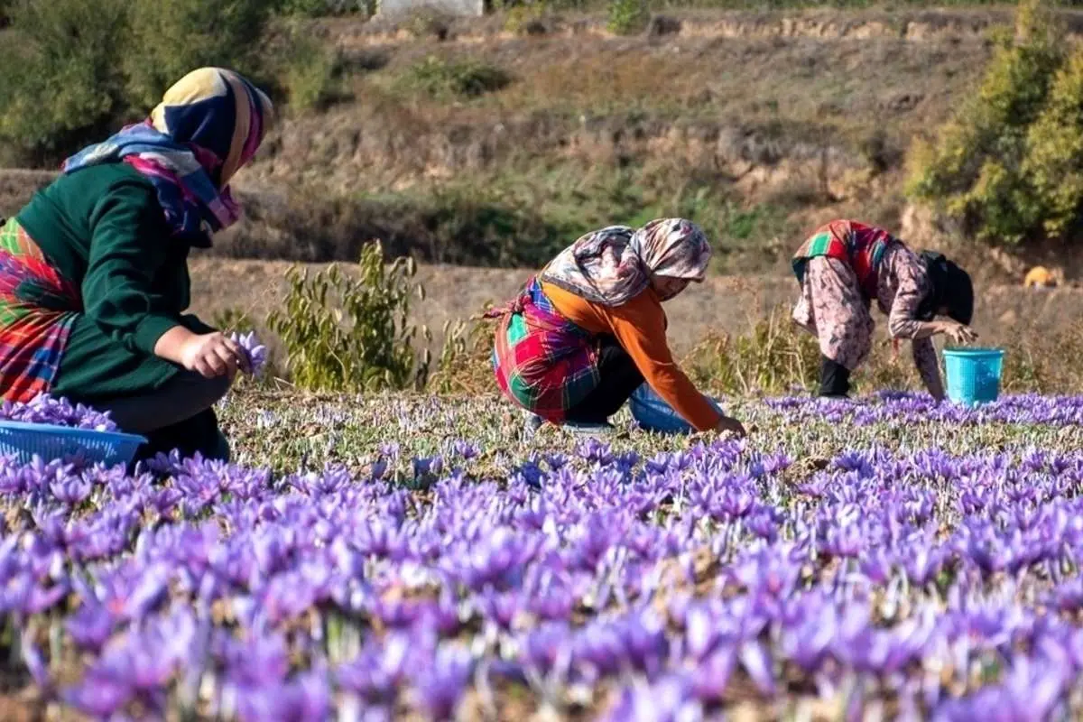 (ویدئو) تصاویر هوایی زیبا از برداشت زعفران در ایران