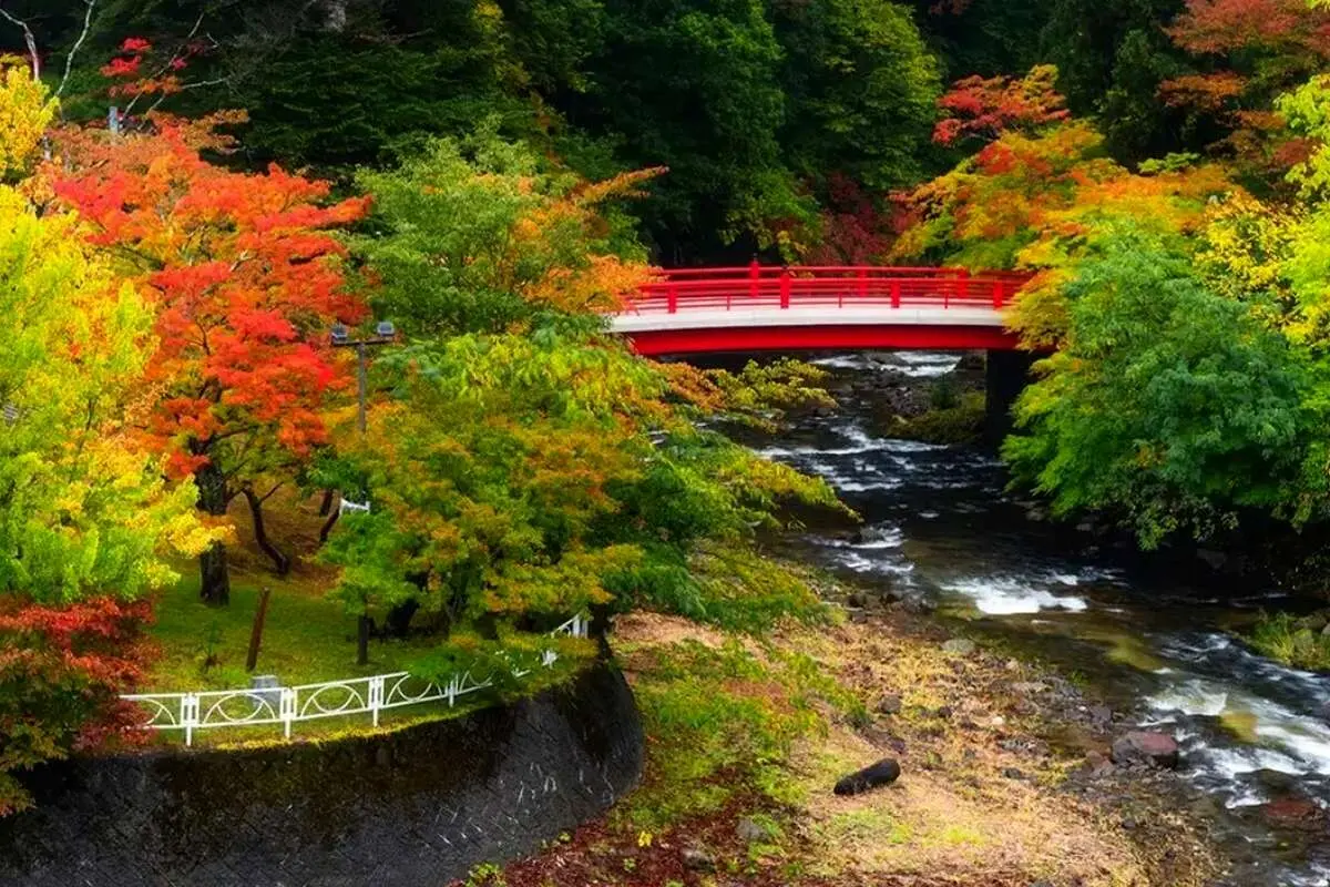 چرا درختان برگ‌های متفاوتی دارند؟