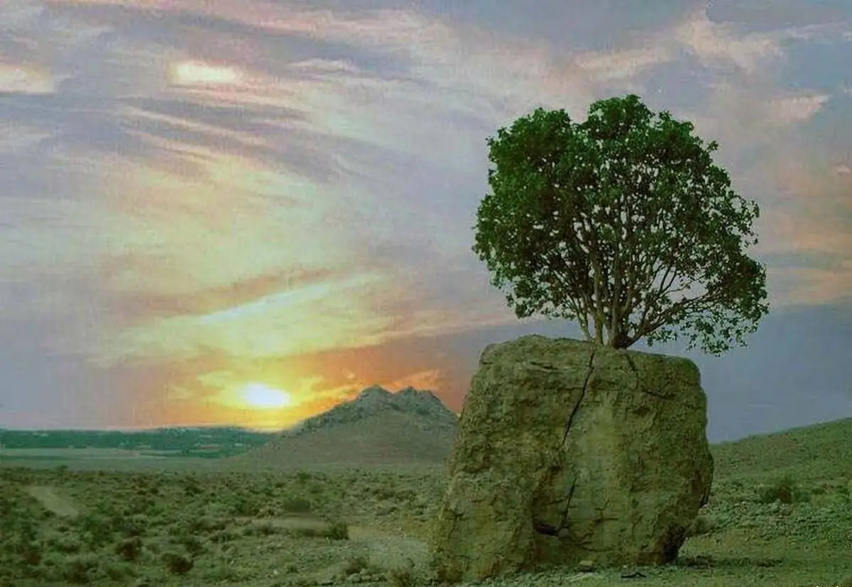 (ویدئو) معجزه طبیعت؛ رشد یک درخت از وسط تخته سنگ بزرگ در ارسنجان
