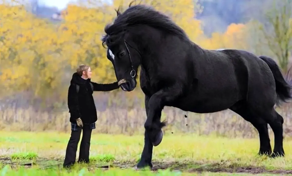 (ویدئو) این ۵ حیوان نجیب، قدبلندترین اسب‌های جهان هستند